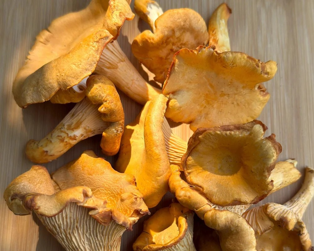 Chanterelle Mushrooms