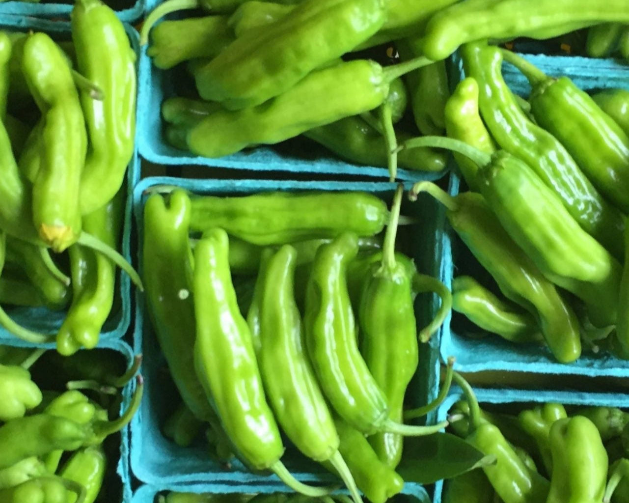 Organic Shishito Peppers (pint)