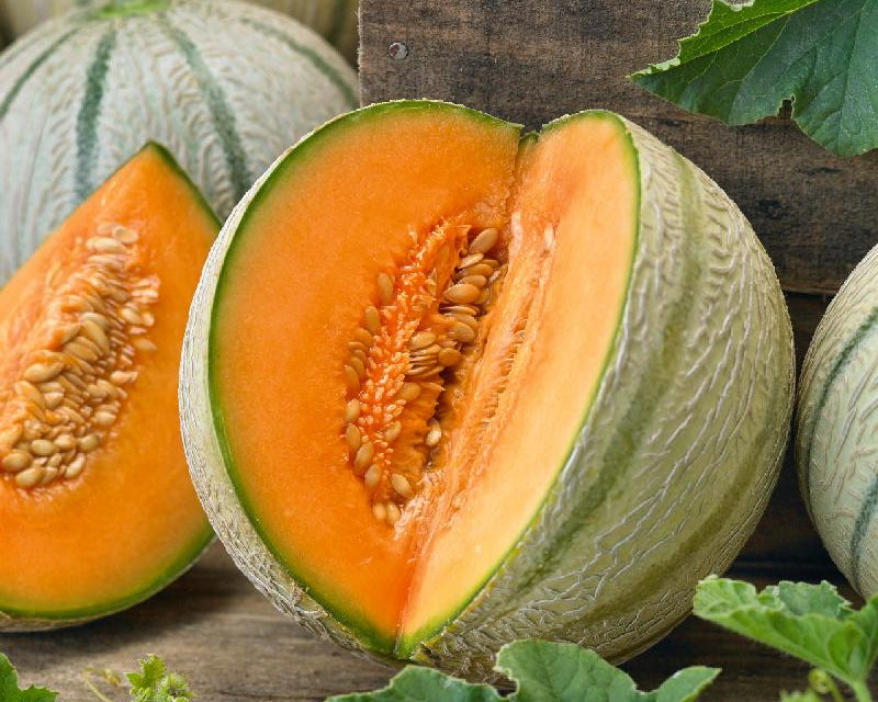 Organic Tuscan Melon
