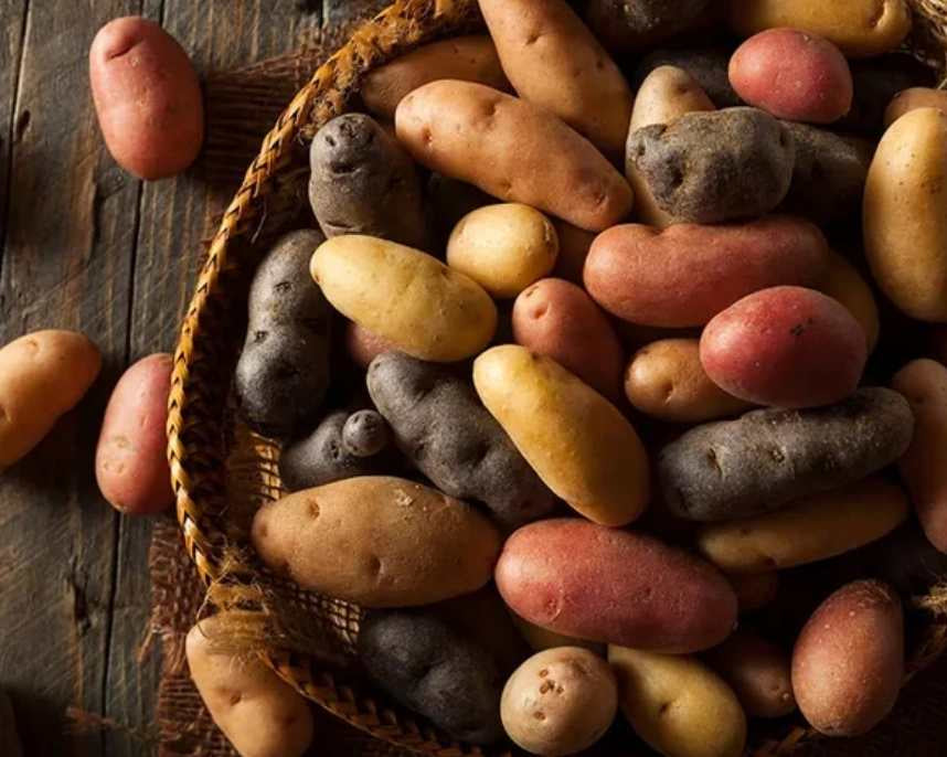 Organic Fingerling Potato Medley (3 lbs.)