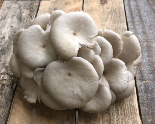 Oyster Mushrooms (1 lb.)