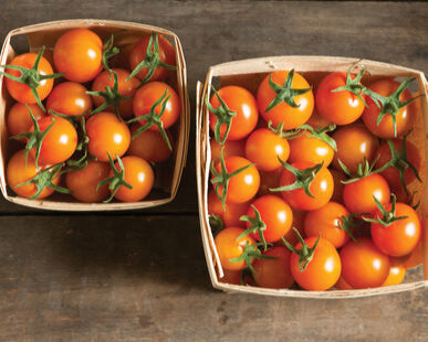 Organic Sungold Cherry Tomatoes