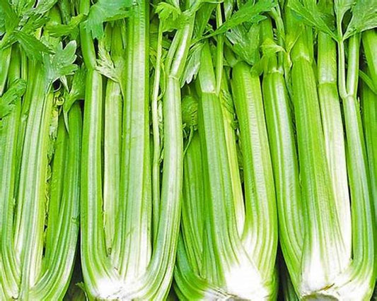 Organic Celery (5 bunches)