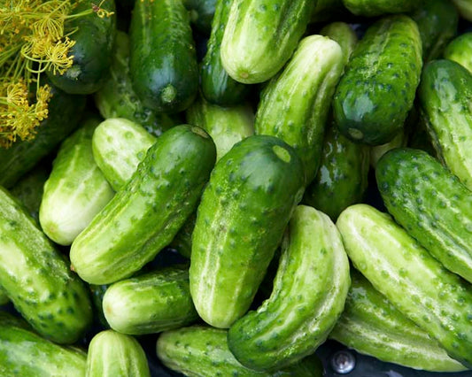 Pickling Cucumbers (3 lbs.)