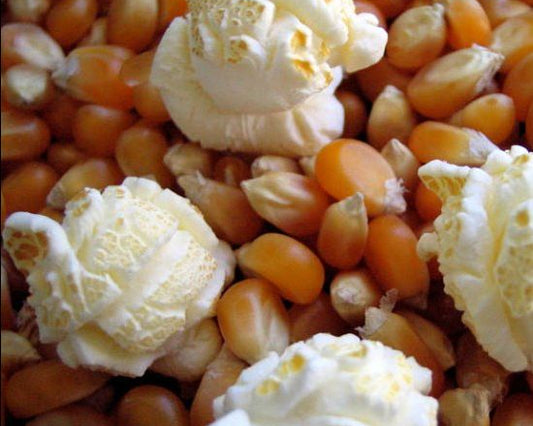 Organic extra-large popcorn kernels (1 lb.)