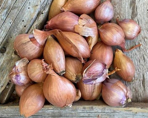Organic Shallots (1 lb.)