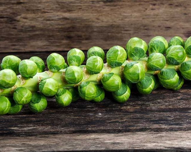 Organic Brussels Sprouts on the Stalk