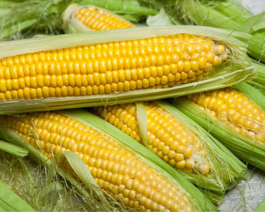 Yellow Corn on the Cob (6 for $5)